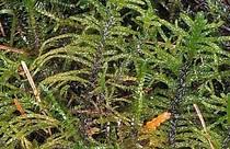 Attēlu rezultāti vaicājumam “Helodium blandowii”