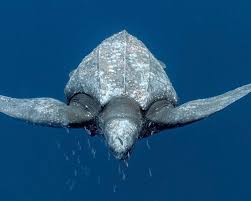 Image result for Dermochelys coriacea