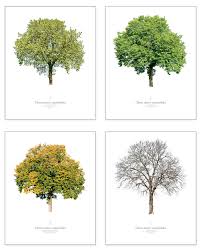 Attēlu rezultāti vaicājumam “Ulmus minor”