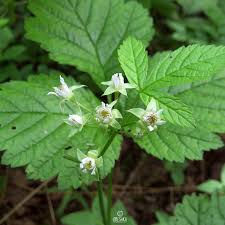Attēlu rezultāti vaicājumam “Rubus saxatilis leaf”