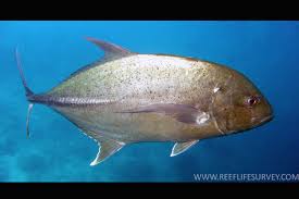 Image result for Caranx melampygus