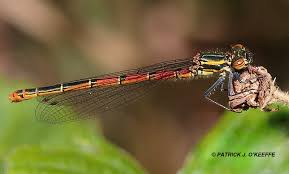 Attēlu rezultāti vaicājumam “Pyrrhosoma nymphula”