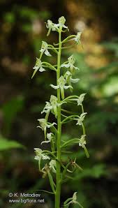 Attēlu rezultāti vaicājumam “Platanthera chlorantha”