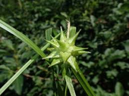 Attēlu rezultāti vaicājumam “Carex globularis flower”