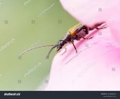 Attēlu rezultāti vaicājumam “Oedemera femorata”