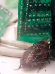 Attēlu rezultāti vaicājumam “Blattoptera”