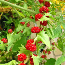 Attēlu rezultāti vaicājumam “Chenopodium foliosum”