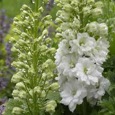 Attēlu rezultāti vaicājumam “Delphinium elatum  fruit”