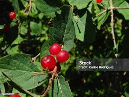Attēlu rezultāti vaicājumam “Lonicera xylosteum fruit”