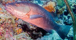 Image result for Lutjanus alexandrei