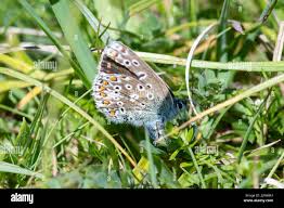 Attēlu rezultāti vaicājumam “Polyommatus icarus female”