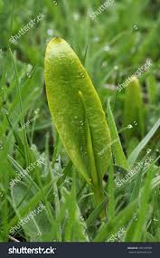 Attēlu rezultāti vaicājumam “Ophioglossum vulgatum”