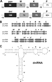 Attēlu rezultāti vaicājumam “Didymium nigripes young”