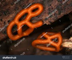 Attēlu rezultāti vaicājumam “Hemitrichia calyculata young”