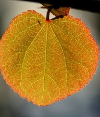 Attēlu rezultāti vaicājumam “Cercidiphyllum japonicum fruit”