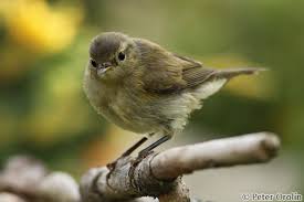Attēlu rezultāti vaicājumam “Phylloscopus collybita”