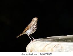 Image result for Hylocichla mustelina