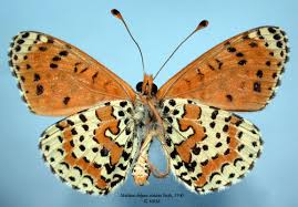 Attēlu rezultāti vaicājumam “Melitaea didyma”