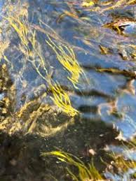 Attēlu rezultāti vaicājumam “Lemanea fluviatilis”