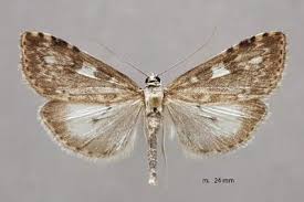 Attēlu rezultāti vaicājumam “Udea olivalis”