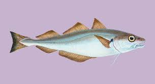 Image result for Merlangius merlangus