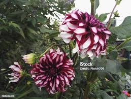 Image result for Dahlia x pinnata `Decorative Giants`
