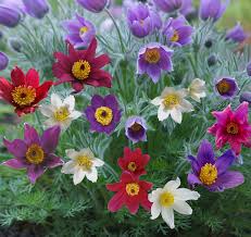 Attēlu rezultāti vaicājumam “Pulsatilla”