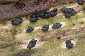 Attēlu rezultāti vaicājumam “Rosellinia desmazieri”