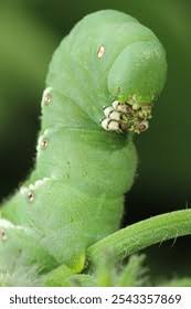 Attēlu rezultāti vaicājumam “Sphinx pinastri larva”