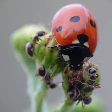 Attēlu rezultāti vaicājumam “Aphis jacobaeae”