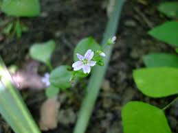 Attēlu rezultāti vaicājumam “Claytonia sibirica flower”