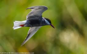Attēlu rezultāti vaicājumam “Chlidonias hybrida”