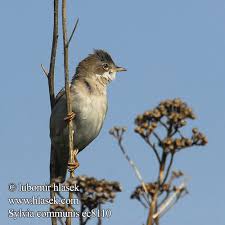 Attēlu rezultāti vaicājumam “Sylvia communis”