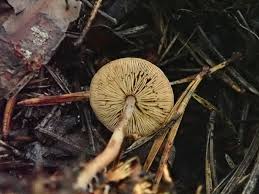 Attēlu rezultāti vaicājumam “Didymium xanthopus macro”