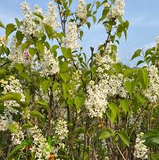 Attēlu rezultāti vaicājumam “Syringa vulgaris flower”
