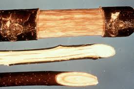 Attēlu rezultāti vaicājumam “Mycosphaerella ulmi”