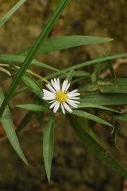 Image result for Aster lanceolatus