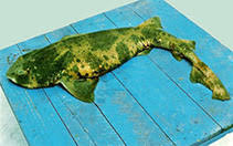 Image result for Cephaloscyllium laticeps