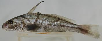 Image result for Menticirrhus littoralis