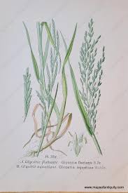 Attēlu rezultāti vaicājumam “Glyceria fluitans”