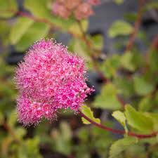 Attēlu rezultāti vaicājumam “Spiraea”