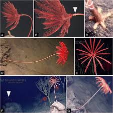 Attēlu rezultāti vaicājumam “Cribraria costata stalked”