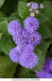 Image result for Ageratum mexicanum