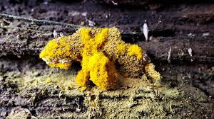 Attēlu rezultāti vaicājumam “Oligonema favogineum young”