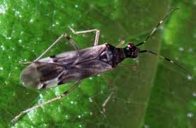 Attēlu rezultāti vaicājumam “Dicyphus sp.”