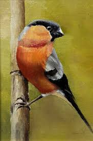 Attēlu rezultāti vaicājumam “Pyrrhula pyrrhula”