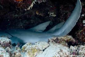 Image result for Nebrius ferrugineus