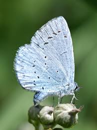 Attēlu rezultāti vaicājumam “Celastrina argiolus female”