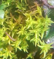 Attēlu rezultāti vaicājumam “Barbula convoluta”