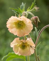 Attēlu rezultāti vaicājumam “Geum rivale”